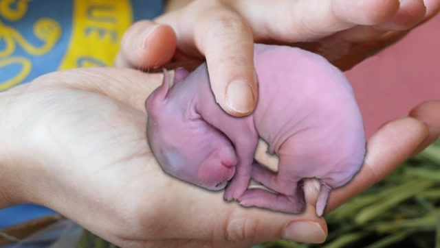 小兔出生10天的样子图片