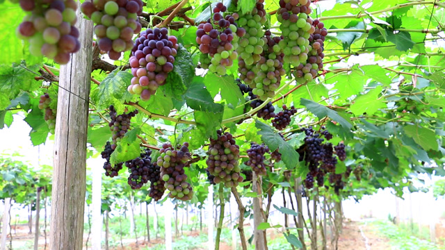 垫江"牛葡萄"成熟了!