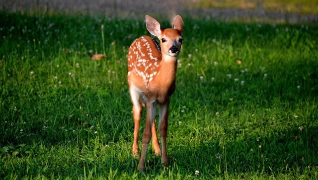 棕熊偷袭憩息花鹿群,小花鹿速度极快,但结果出乎众人意料!
