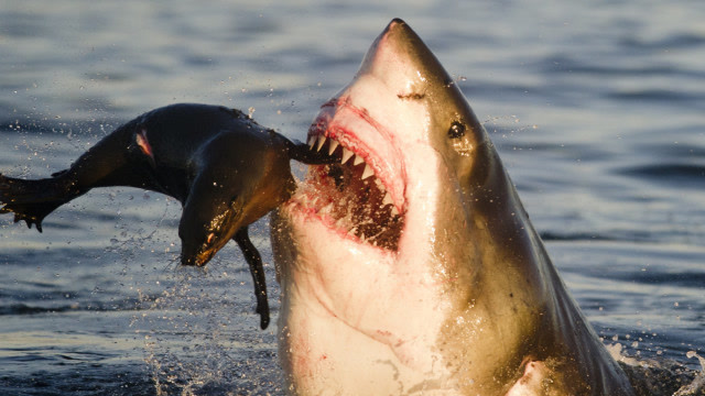 上千头海豹挑衅鲨鱼,没想到反被鲨鱼一口吞下,镜头拍下全过程