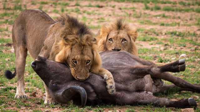 8头狮子追杀野牛,没想到反被野牛狂虐了一顿,镜头拍下全过程