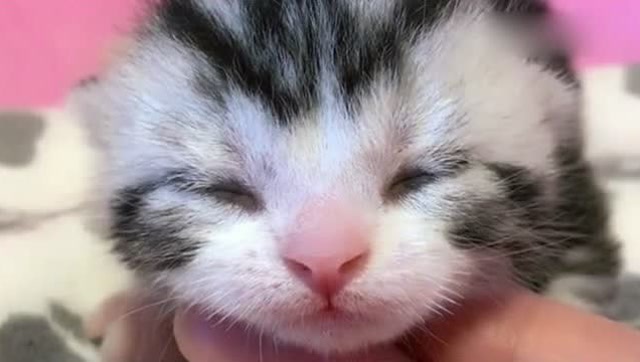 小猫咪闭着眼睛安静的睡觉,样子太萌了