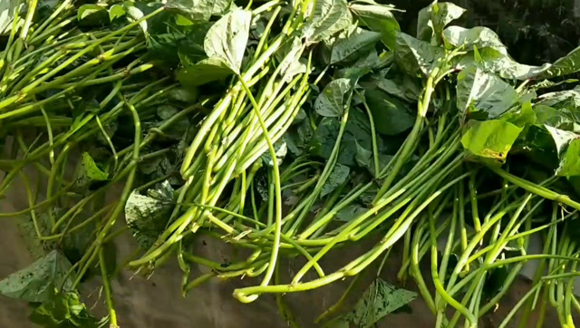 红薯梗做成这样 拧开盖子那一刻 绝对是小时候妈妈做的味道