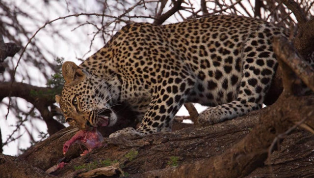 花豹猎杀狸猫,动作干脆利落,这速度吓到我了