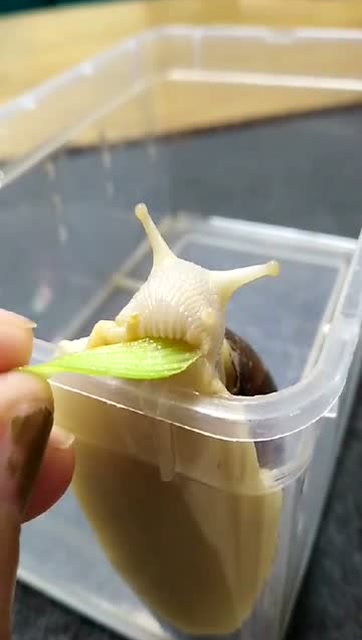 见过喂狗喂猫的,但你见过喂蜗牛的吗?我居然看到了蜗牛的舌头!