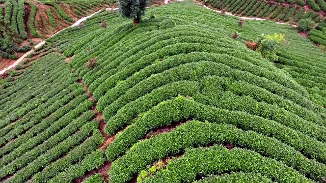 四川雅安蒙顶山-天下第一茶茶园-无人机航拍