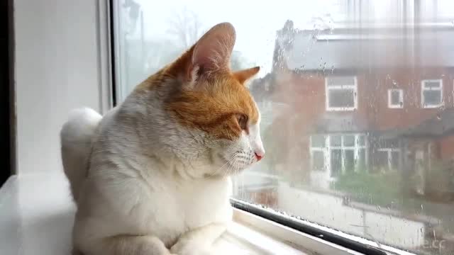 猫咪趴在窗台上静静地望着窗外,这是在等候铲屎官下班吧