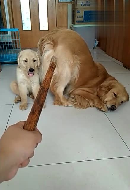 感动到了,主人要揍小狗,金毛妈妈撅起屁股让主人打它