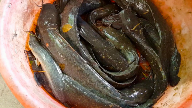 钓鱼:钓了很多塘鲺鱼,这种鱼有人喜欢吗?