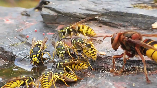 马蜂群正在地上吃蜂浆,对面却飞来一只大黄蜂,战争由此拉开