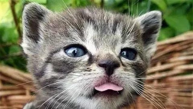 猫咪将舌头玩成花,网友:让铲屎官情何以堪?