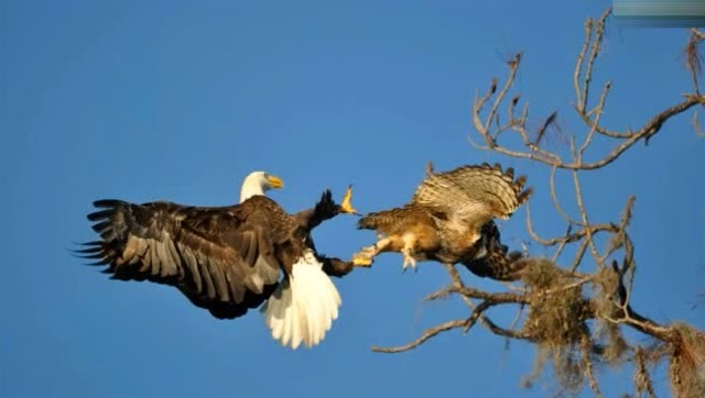 猫头鹰vs老鹰,谁更厉害?黑夜里我买猫头鹰赢