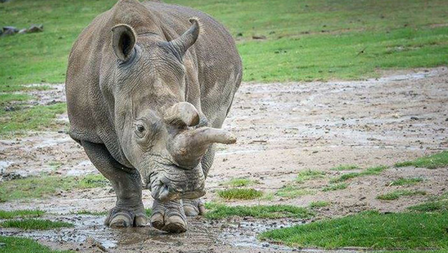 实拍犀牛遭老虎攻击受伤,犀牛愤怒一角怒穿老虎