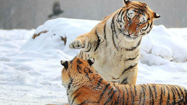 狭路相逢勇者胜!两虎相斗,必有一死