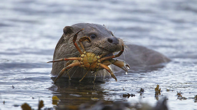 水獭在冰冷的海水里捕食 面临巨大的挑战