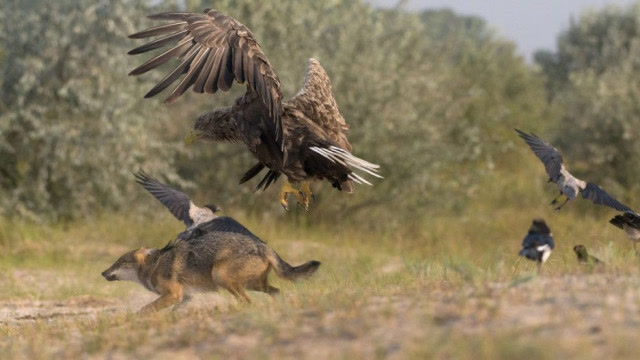老鹰与野狼狭路相逢,野狼都没反应时间,就被老鹰一招锁喉