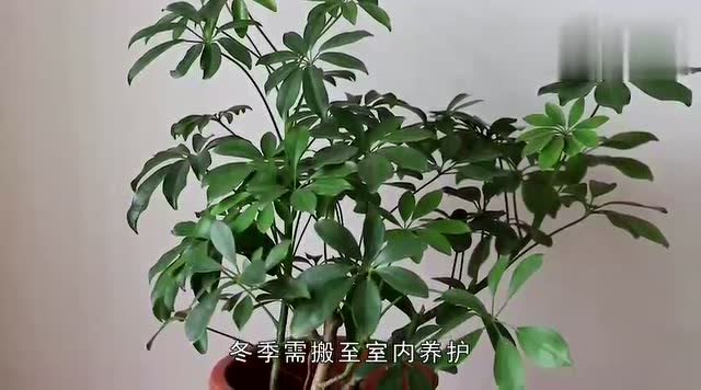 如何才能养好鹅掌柴呢?做好这6个要点,养好它是轻轻松松的