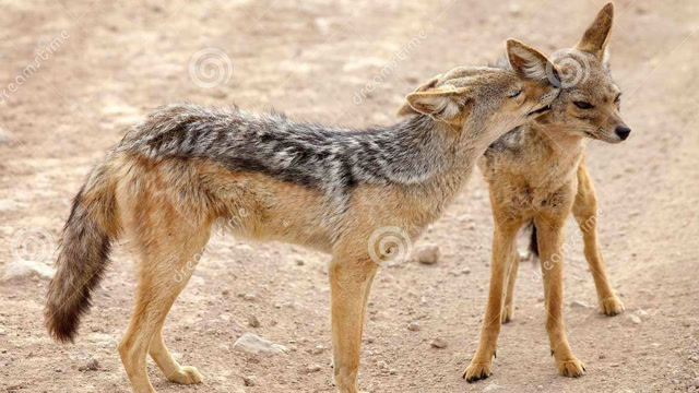 狐狼扑杀有角蛇 绝对难得一见的疯狂激烈搏斗!