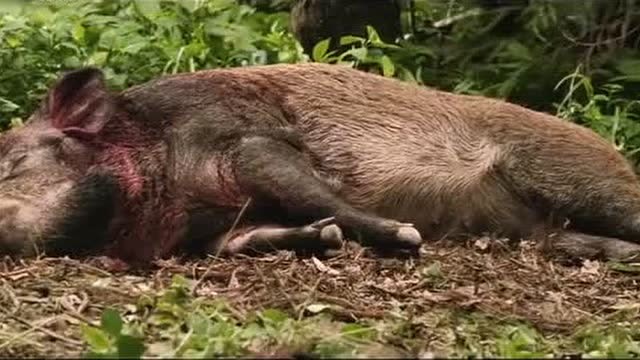 农村打猎打了头野猪,这枪法还可以吧!