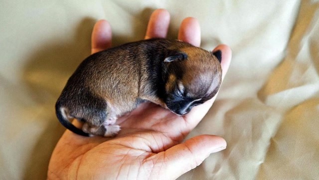 体型最小的犬图片