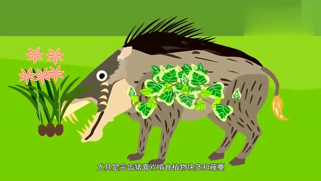 盘点远古时的巨猪