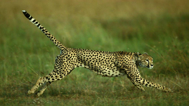 看美女如何手无寸铁驯服八只猎豹,真是捏了一把冷汗