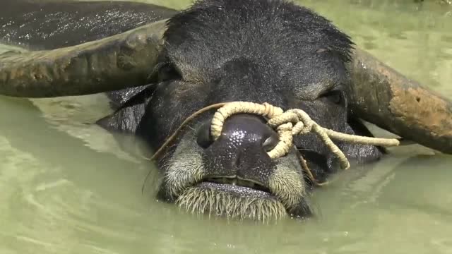 牛王在水里一定很舒服,都笑起来了