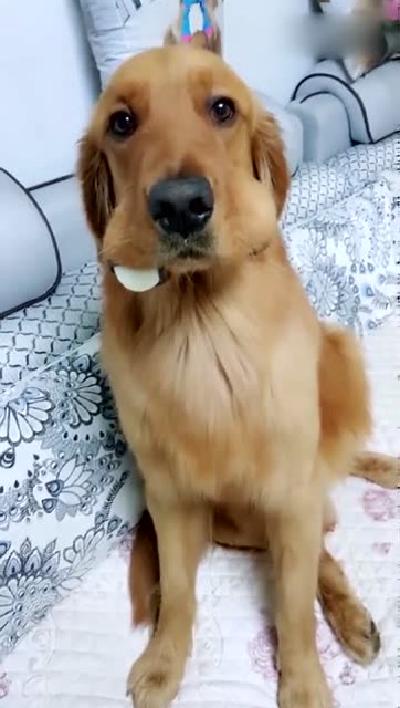 可爱,无辜的小眼神!