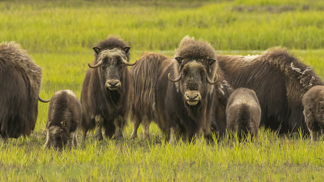 团结就是力量,麝牛群用身体筑成肉墙阻挡雪狼的攻击!