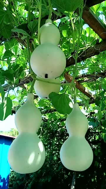 爷爷,我不要再做葫芦娃了,我只想安安静静的做个普通的瓜!