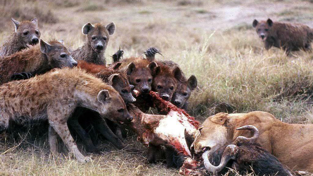 掏肛鬣狗与百兽之王老虎之战,越看越有意思!