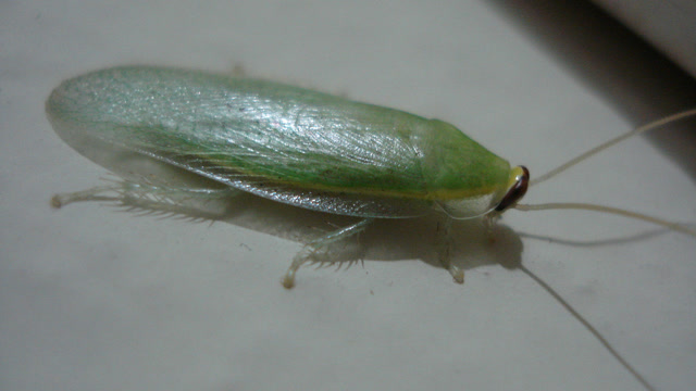 这个蟑螂全身绿色,是世界上最干净的蟑螂,不爱吃荤