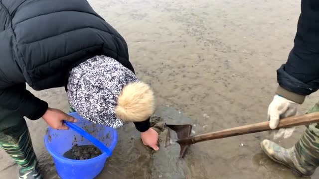 小倪赶海篇:今天的海葵不仅品种多,而且颜色多样有红色白色