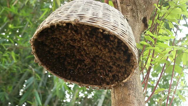 中蜂养殖技术自然分蜂野外收蜂视频诱蜂方法