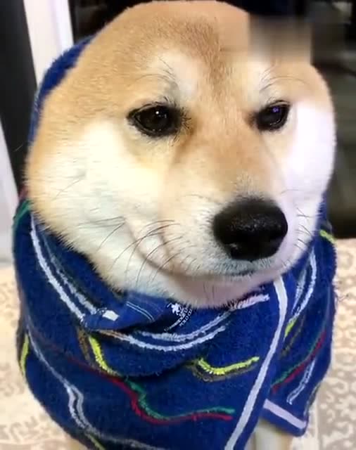 柴犬这什么玩意我可爱的耳朵都不见了,好无奈的表情