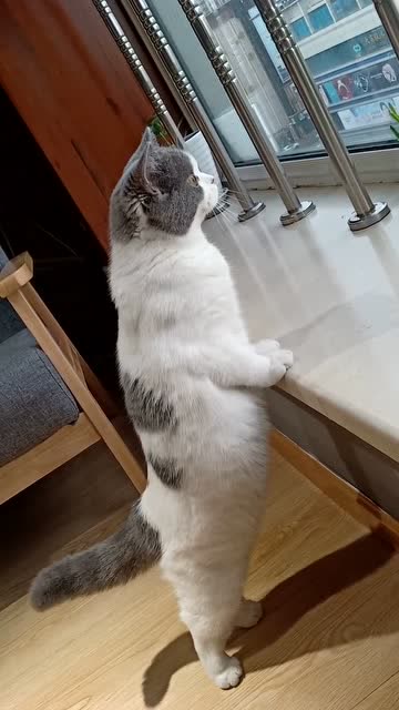 猫咪站在阳台,静静的看着窗外,也不知道它在等待着什么!