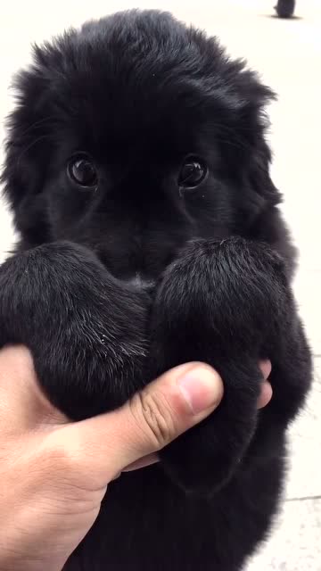 这个小黑球狗,吐着舌头真好玩!也不咬人