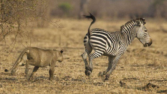 狮子追捕落单斑马,斑马使出一招"无影腿",镜头拍下惊险全过程