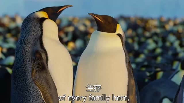 王朝:帝企鹅没脖子却会跳"探戈"情侣舞神同步