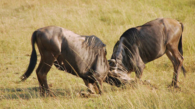 两只角马打架角被卡死,旁边的鬣狗趁虚而入,活活分食角马