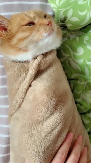 老板,请给我来一个猫咪毛巾卷!