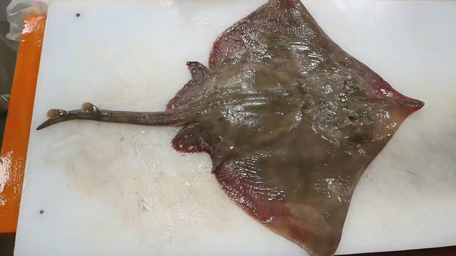 这样的鳐鱼该如何下手?看看鱼老板怎么处理!