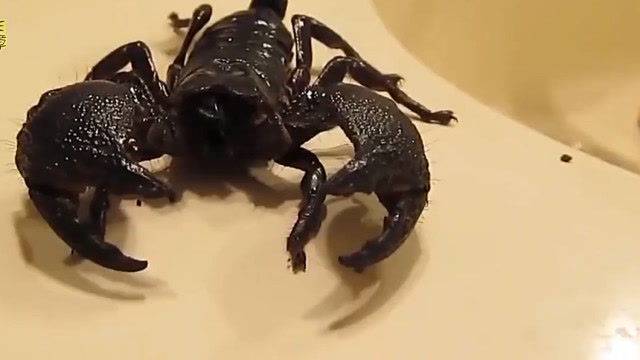 以色列金蝎也叫杀人蝎全球毒王第五名太厉害了