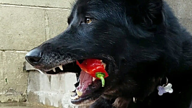 主人给狗狗辣椒吃下一秒千万憋住别笑镜头拍下全过程