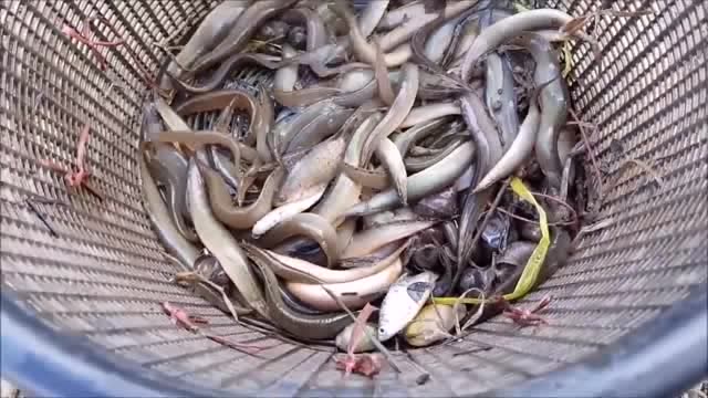 把水里的淤泥捞起来,捕捉藏在里面的泥鳅