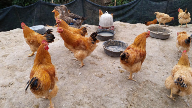 茂名村民百只靓家鸡急售,盼客商上门采购