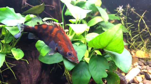 中国红虎——红纹鳜