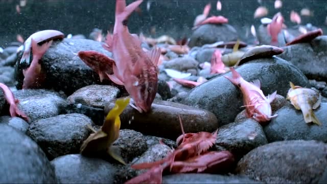 看彩色鱼雨!漫天下"鱼",马进小兴发财!