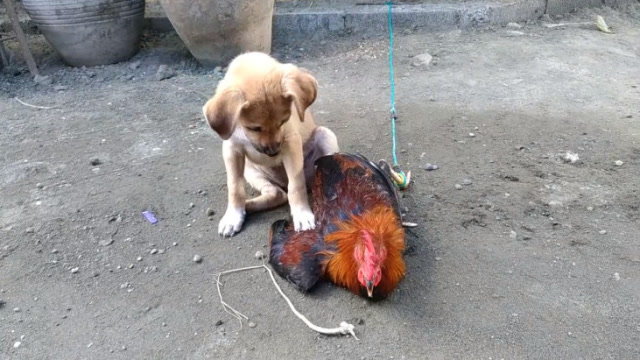 土狗和大公鸡打架,狗子一直被压制,没想到结局反转鸡惨了