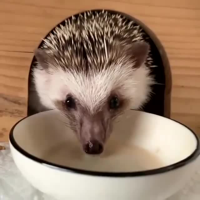 这刺猬吃东西太可爱了,躲小窝里也不出来